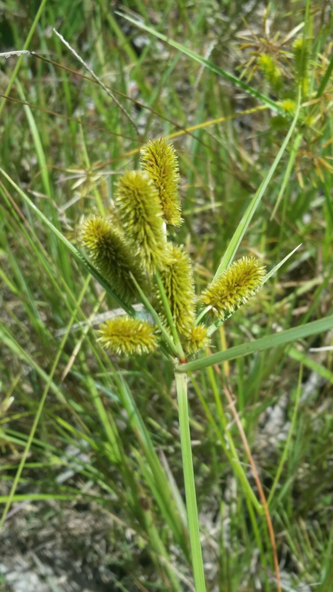 Image of ovateleaf flatsedge