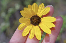 Image of Texas sunflower