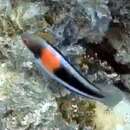 Image of Girdled wrasse