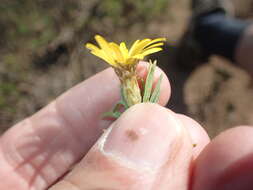 Image of Oedera acerosa (DC.) N. G. Bergh