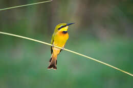 Image de Merops pusillus argutus Clancey 1967