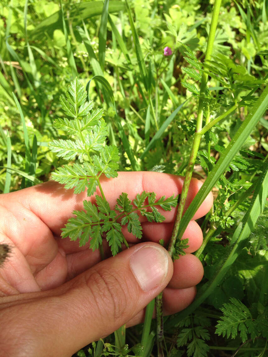 Image of poison hemlock