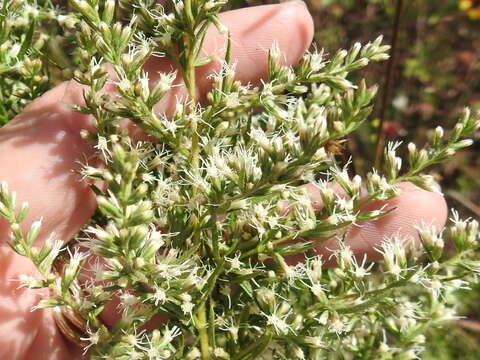 Image of hyssopleaf thoroughwort