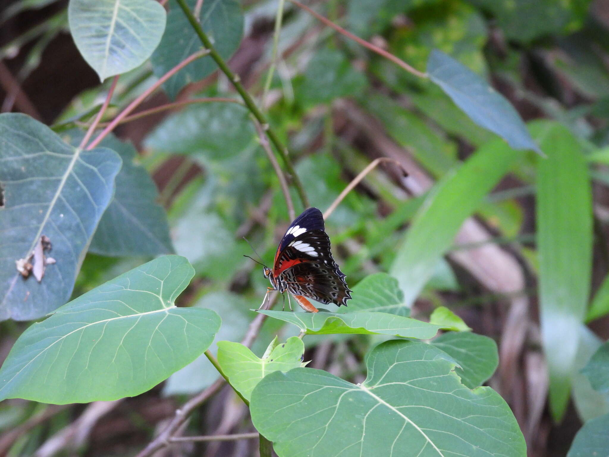 Image of Cethosia cydippe Linnaeus 1763