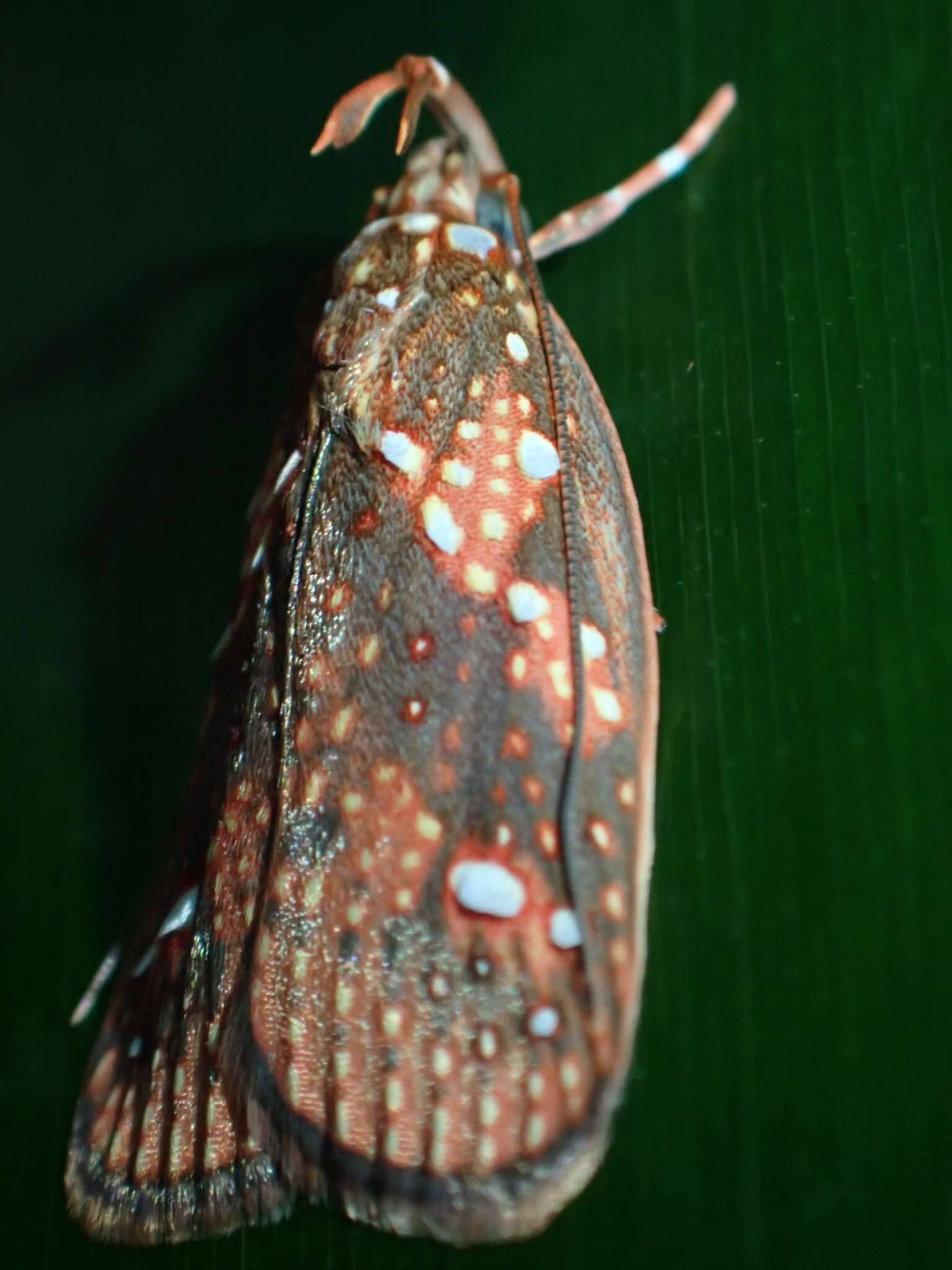 Image of Scorpiopsis pyrobola Meyrick 1886