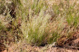 Image of bristleleaf lovegrass