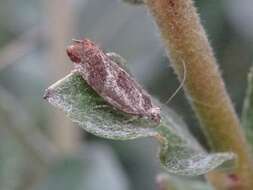 Image of Epinotia cruciana Linnaeus 1761