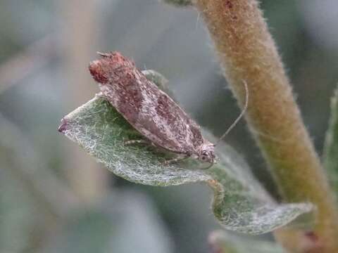 Image de Epinotia cruciana Linnaeus 1761