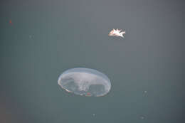 Image of Pacific moon jelly