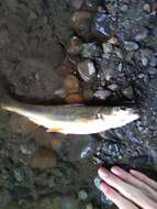 Image of Northern Pikeminnow