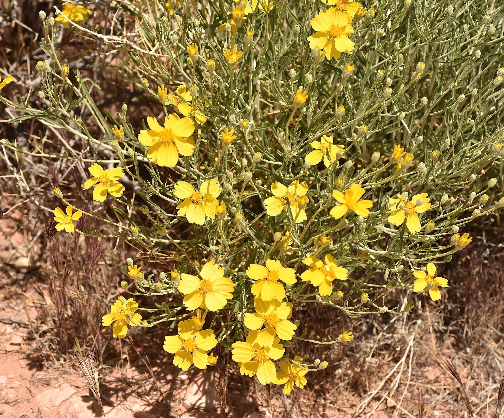 Image of Cooper's paper daisy