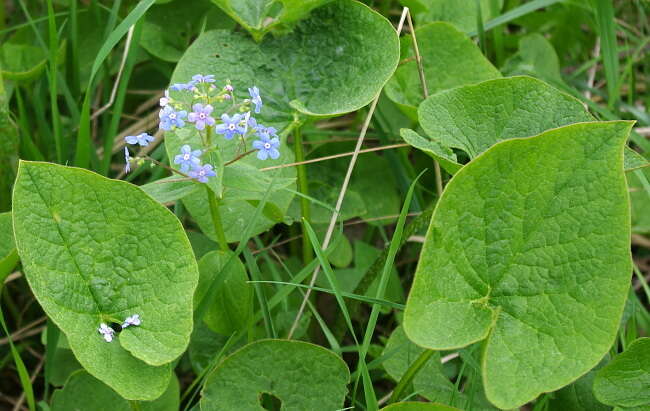 Plancia ëd Brunnera sibirica Stev.