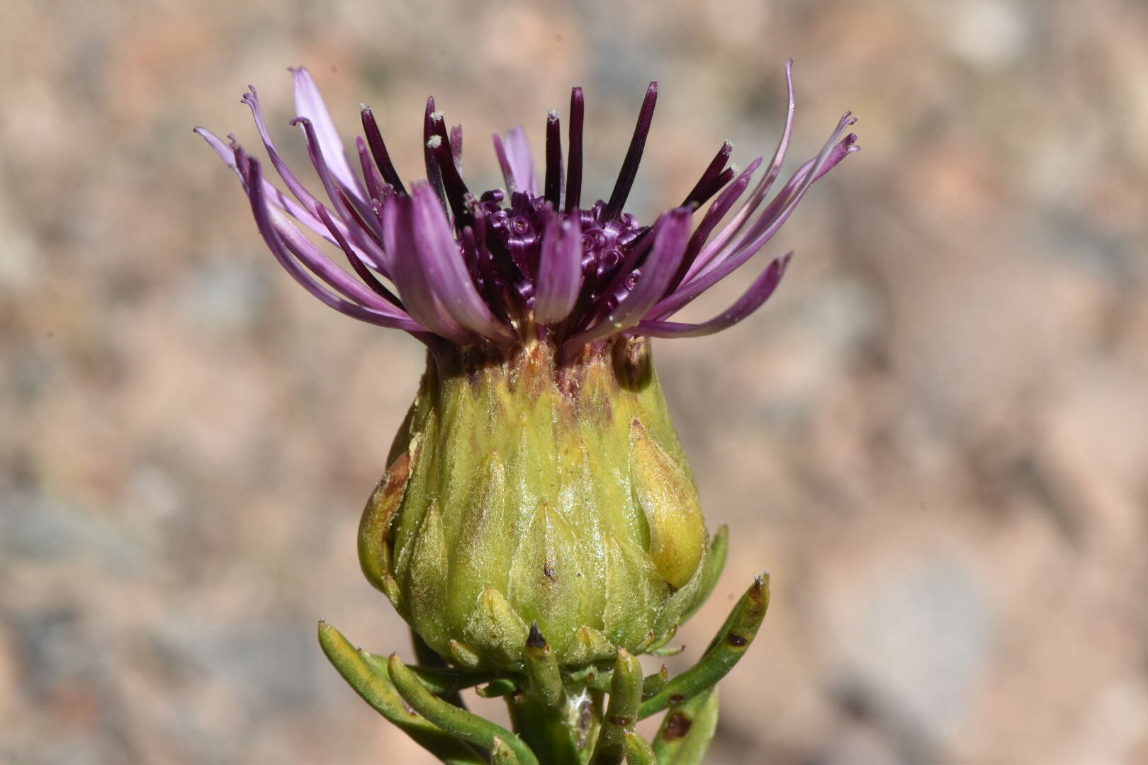 Image de Gypothamnium pinifolium Phil.