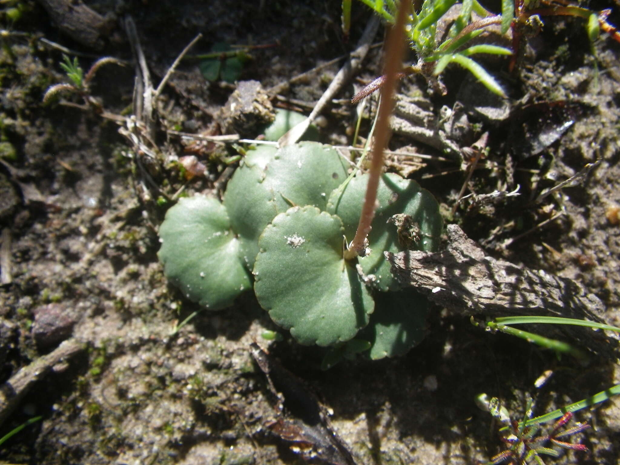 Image of Crassula saxifraga Harv.