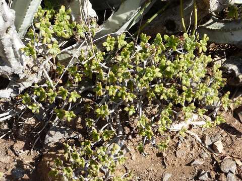 Image of Aeonium lindleyi subsp. lindleyi