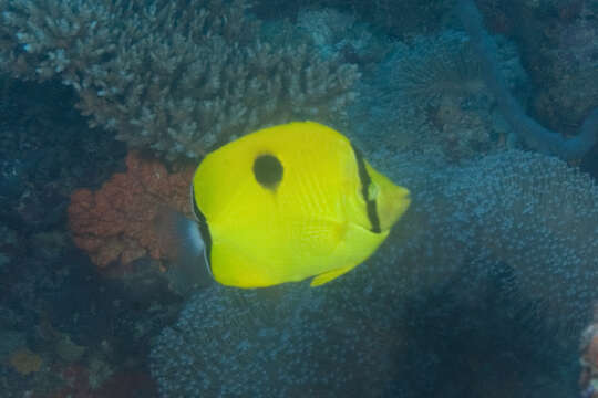 Image of Indian Teardrop Butterflyfish