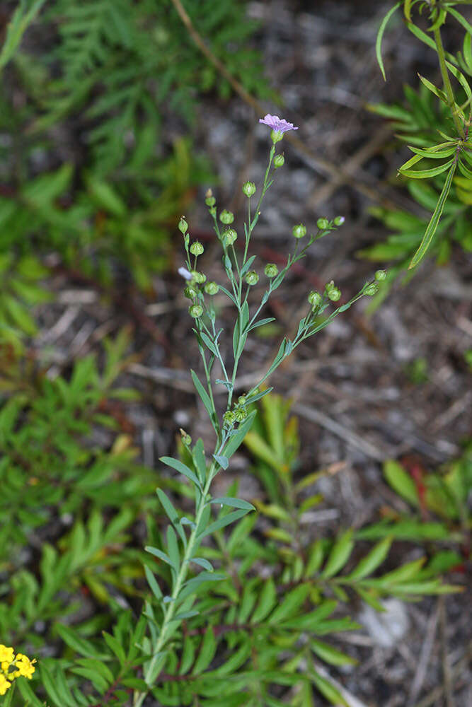 Слика од Linum stelleroides Planch.