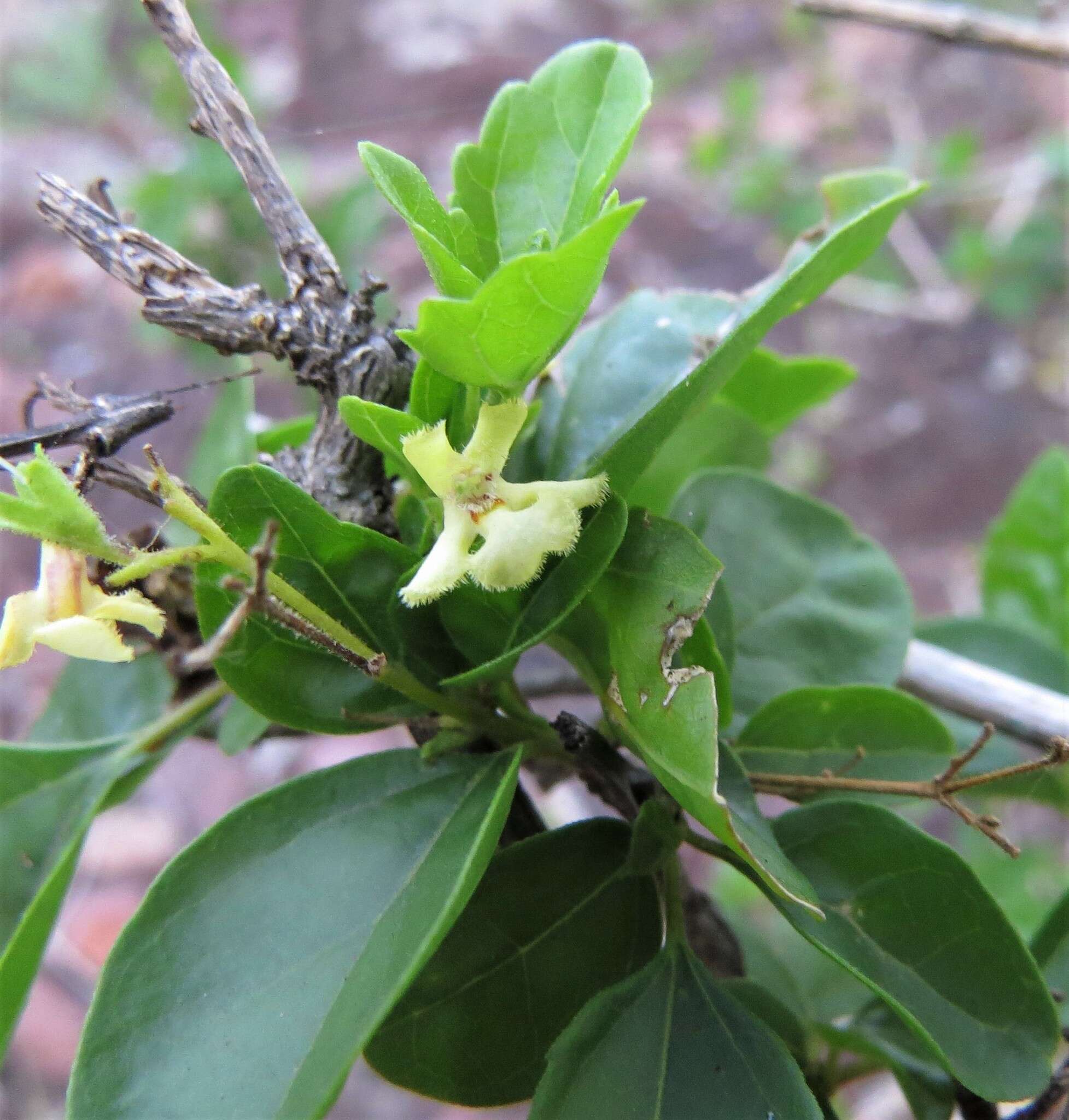 Image of Premna mooiensis (H. Pearson) W. Piep.