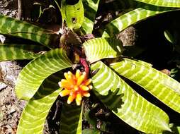 Image of Guzmania musaica (Linden & André) Mez