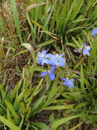 Imagem de Aristea ensifolia J. Muir