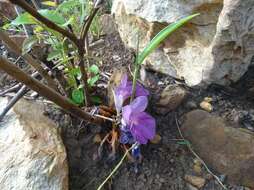 Image of Mauve ginger