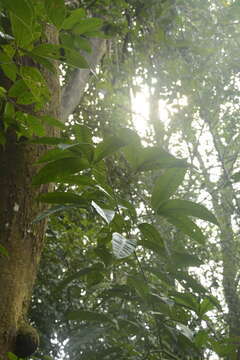 Image of Melicope lunu-ankenda (Gaertn.) T. G. Hartley