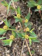 Image of Euphorbia gueinzii Boiss.