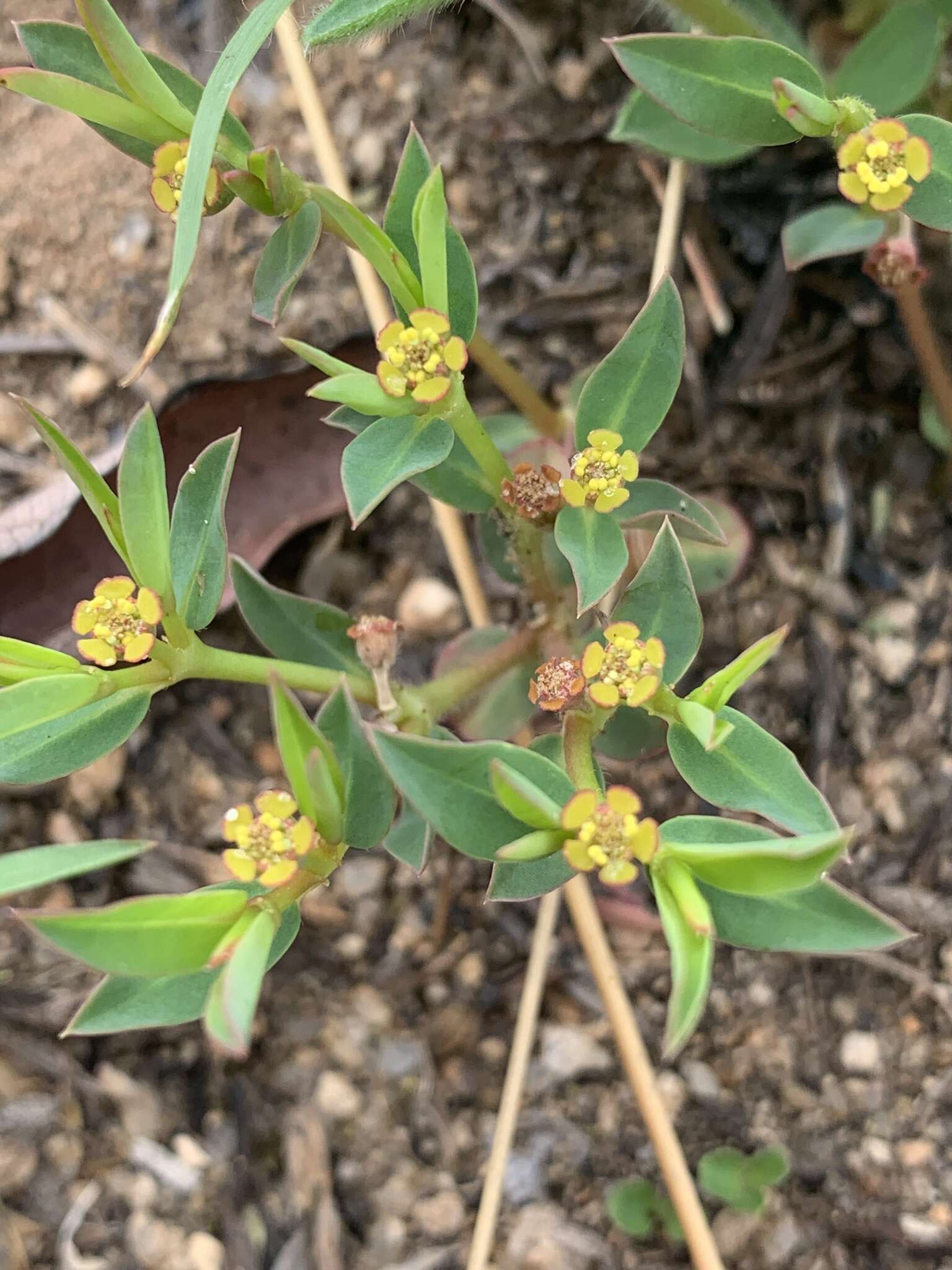 Image of Euphorbia gueinzii Boiss.