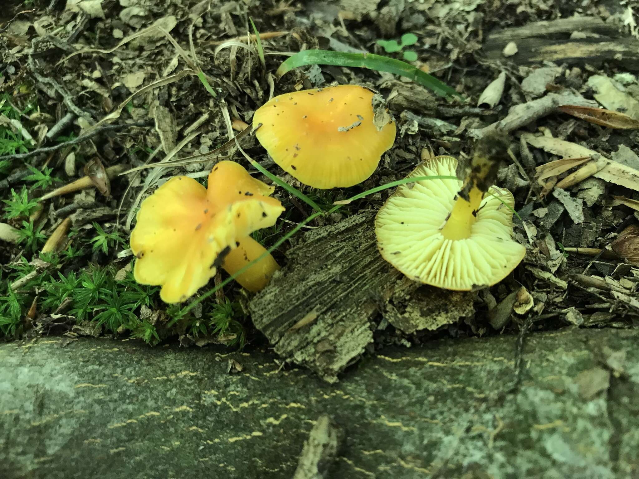 Hygrocybe chlorophana (Fr.) Wünsche 1877 resmi