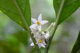 Image of Solanum rovirosanum J. D. Sm.