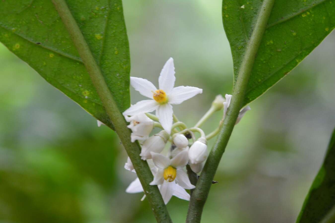 Image of Solanum rovirosanum J. D. Sm.