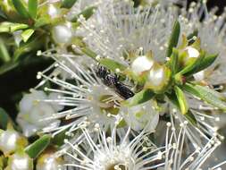 Image of Hylaeus perhumilis (Cockerell 1914)