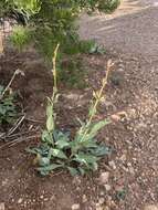 Sivun Penstemon pachyphyllus var. congestus (M. E. Jones) N. H. Holmgren kuva