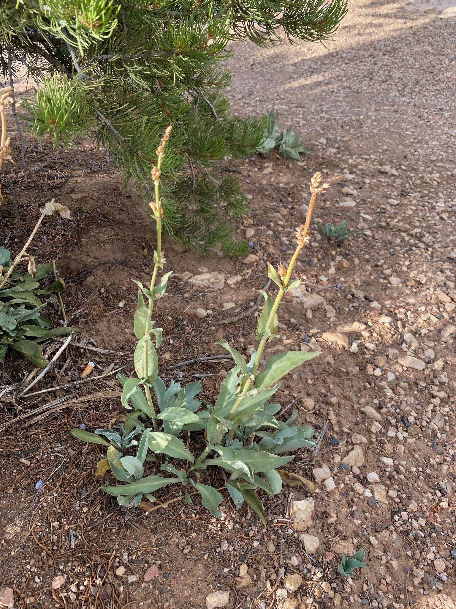 Sivun Penstemon pachyphyllus var. congestus (M. E. Jones) N. H. Holmgren kuva