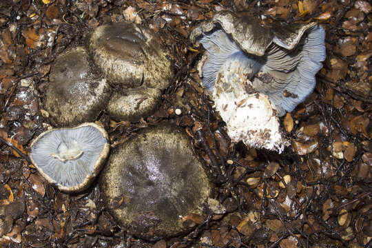 Image of Cortinarius austrocyanites Soop 2001