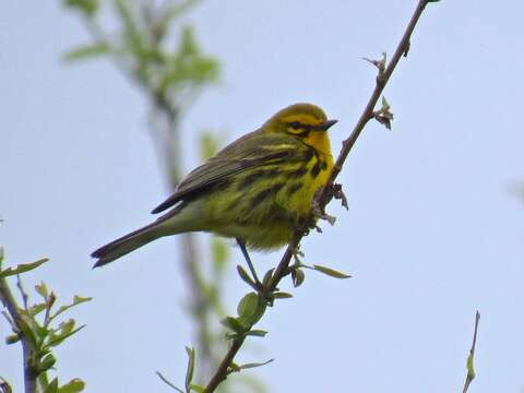 Image of Prairie Warbler