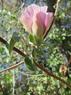 Image de Gossypium anomalum subsp. anomalum