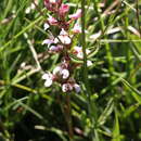 Image de Satyrium rhynchanthum Bolus