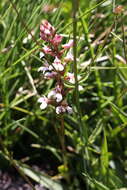 Image of Satyrium rhynchanthum Bolus