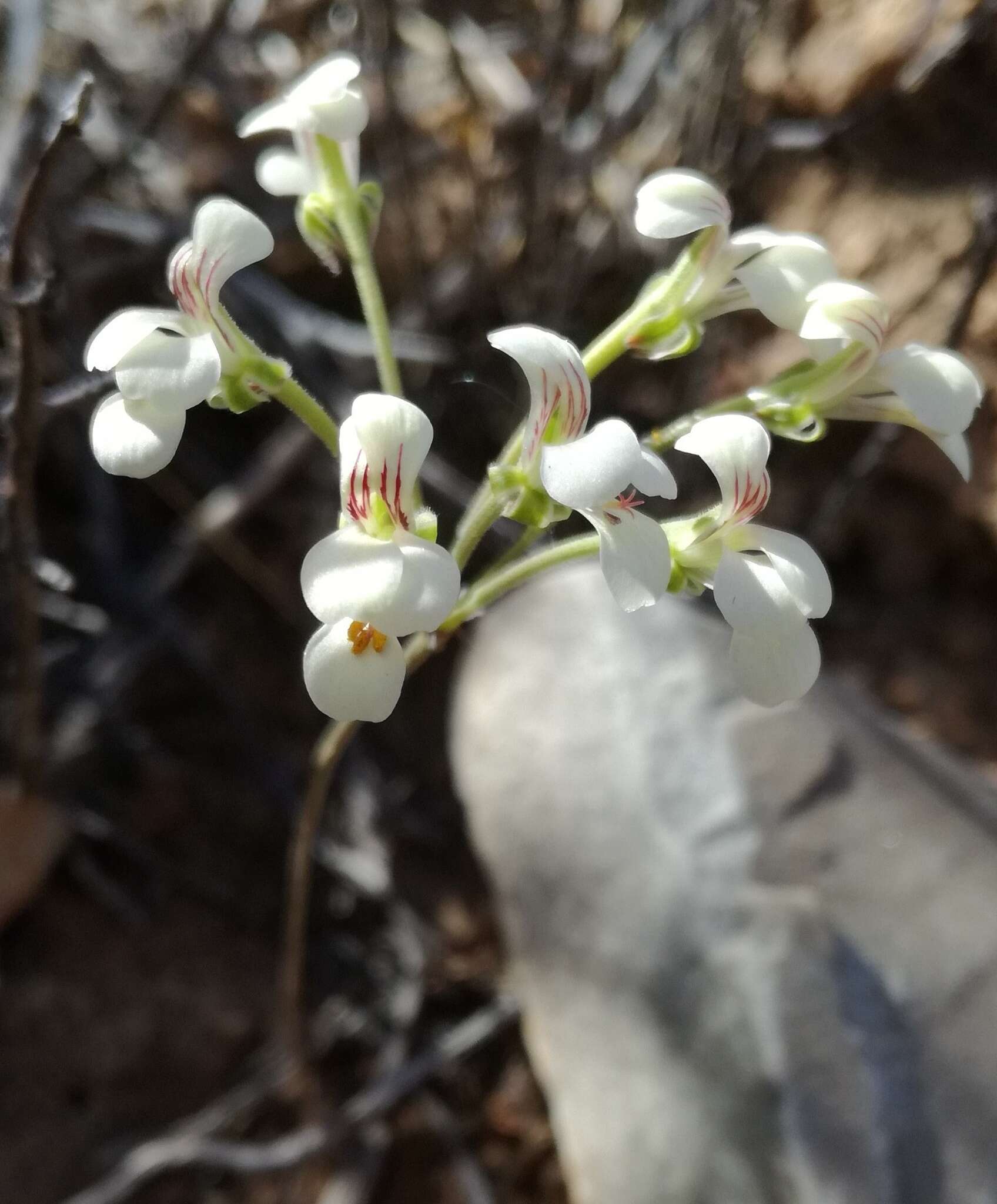 Image of Pelargonium luteolum N. E. Brown