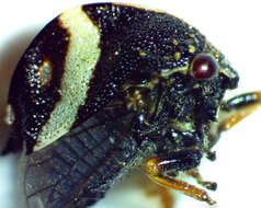 Image of Smilia fasciata Amyot & Serville