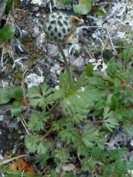 Imagem de Anemone lithophila Rydb.