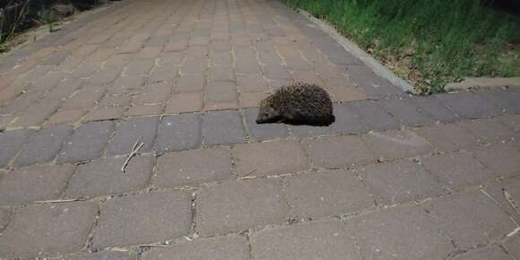 Image of Eastern European Hedgehog