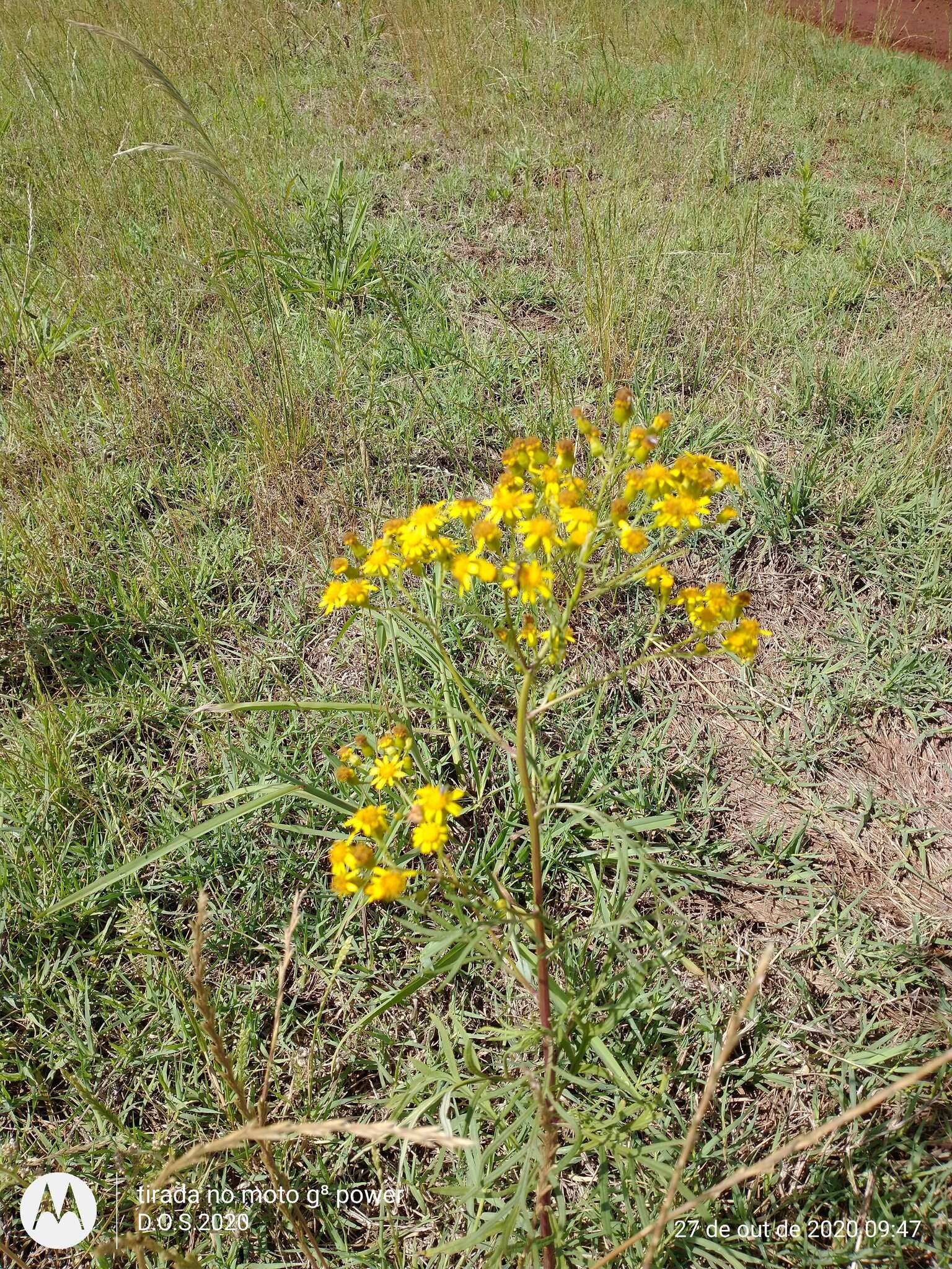 Plancia ëd Senecio brasiliensis (Spreng.) Less.