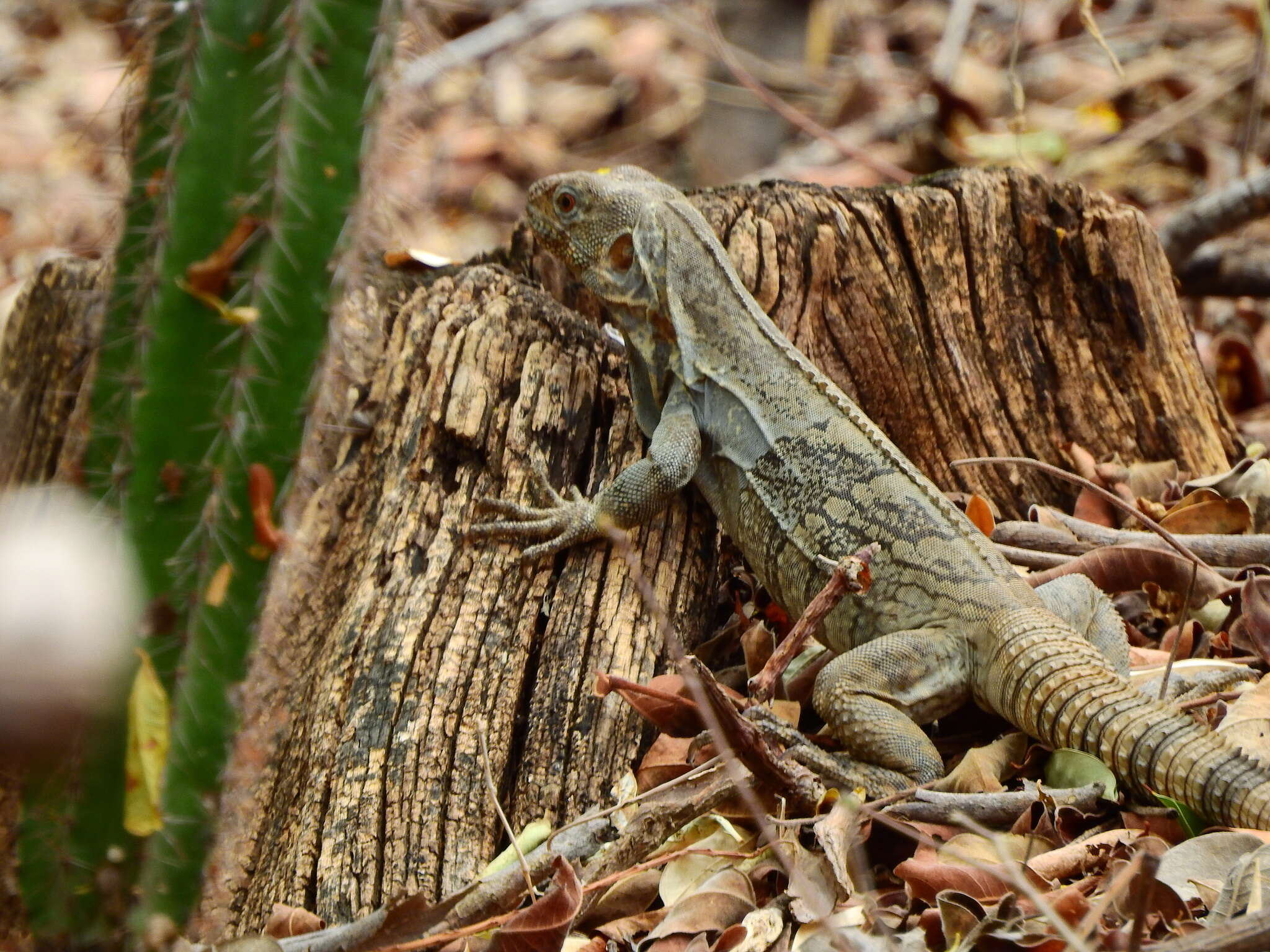 Image de Ctenosaura palearis Stejneger 1899