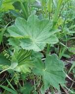 Image of Alchemilla baltica Sam. ex Juz.