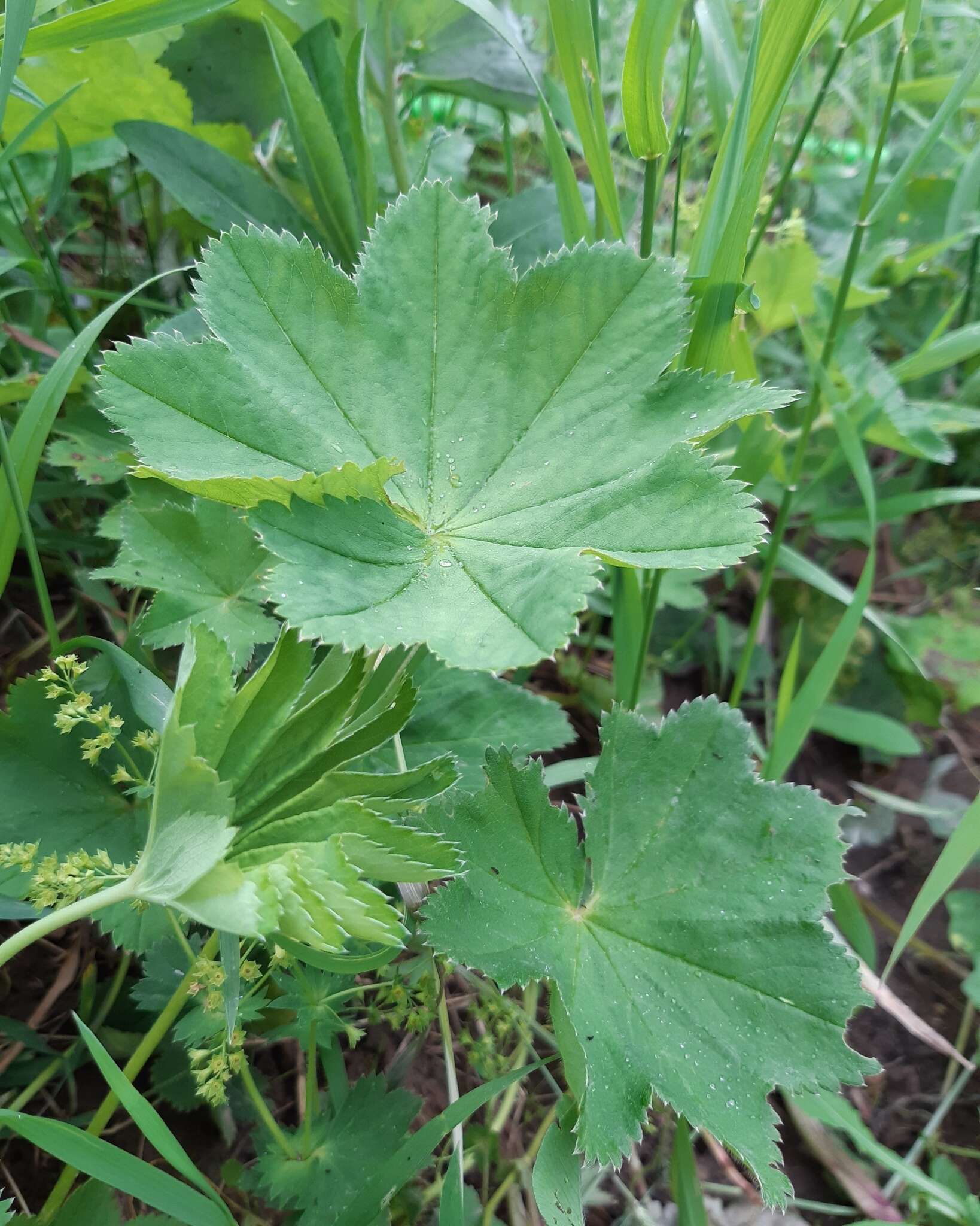 Image of Alchemilla baltica Sam. ex Juz.