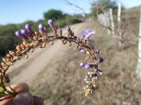 Слика од Citharexylum affine D. Don