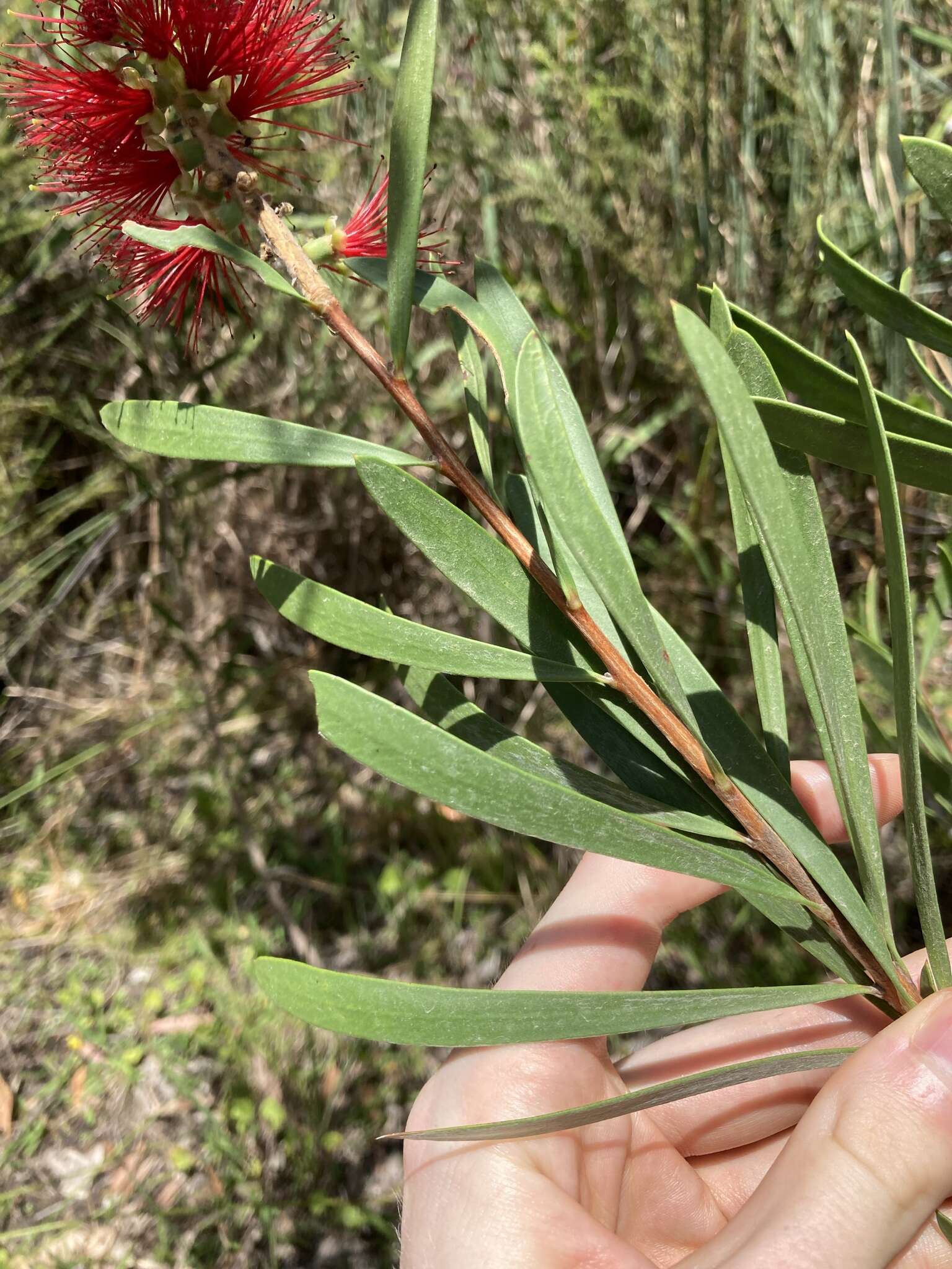 Sivun Callistemon pachyphyllus Cheel kuva