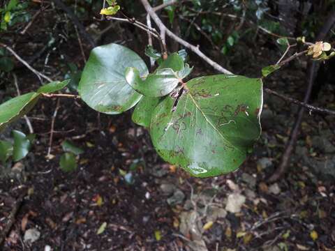 Image de Eugenia lucida Lam.